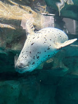 アクアワールド茨城県大洗水族館に投稿された画像（2025/6/13）