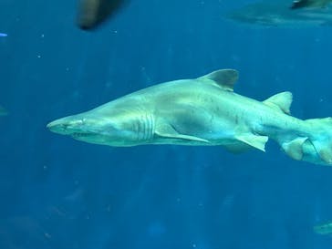 アクアワールド茨城県大洗水族館に投稿された画像（2025/6/13）