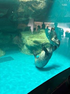 アクアワールド茨城県大洗水族館に投稿された画像（2025/6/13）