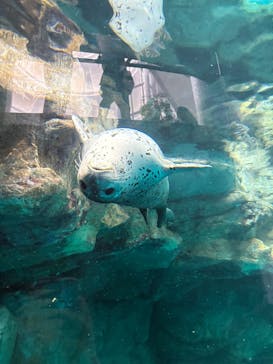アクアワールド茨城県大洗水族館に投稿された画像（2025/6/13）
