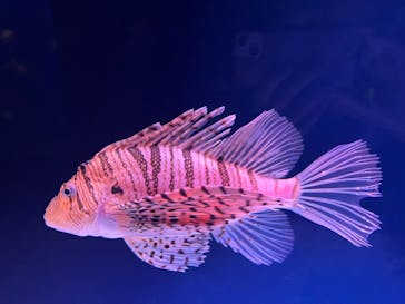 大分マリーンパレス水族館 「うみたまご」に投稿された画像（2025/6/13）