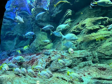 大分マリーンパレス水族館 「うみたまご」に投稿された画像（2025/6/13）