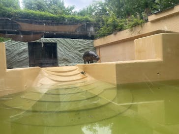 恩賜上野動物園に投稿された画像（2025/6/13）