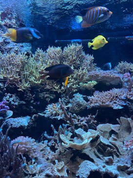 マクセル アクアパーク品川に投稿された画像（2025/6/13）