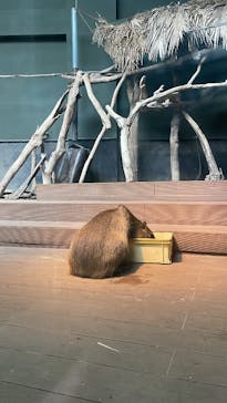 カワスイ 川崎⽔族館に投稿された画像（2025/6/13）