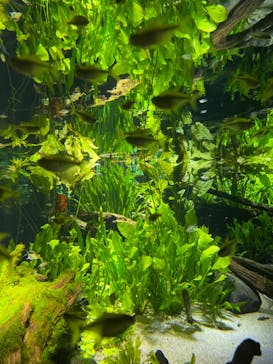 カワスイ 川崎⽔族館に投稿された画像（2025/6/13）