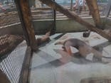 恩賜上野動物園に投稿された画像（2025/6/13）