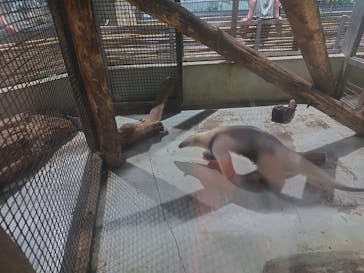 恩賜上野動物園に投稿された画像（2025/6/13）