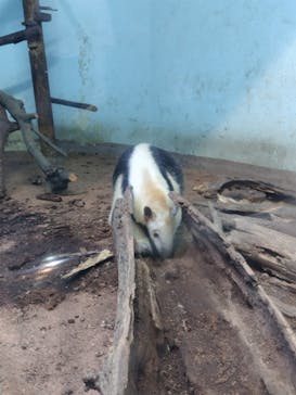 恩賜上野動物園に投稿された画像（2025/6/13）