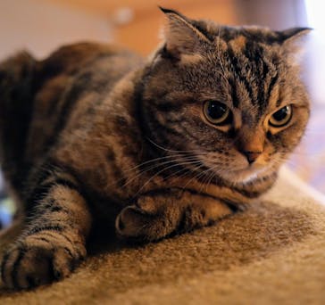 猫カフェモカ　新宿店に投稿された画像（2025/6/13）