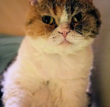 猫カフェモカ　新宿店に投稿された画像（2025/6/13）