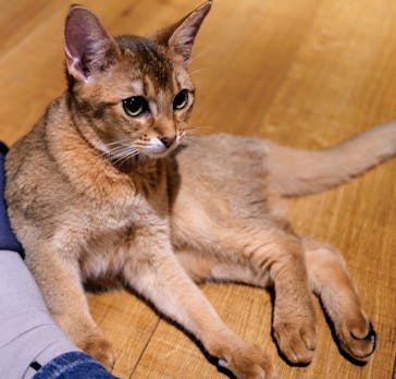 猫カフェモカ　新宿店に投稿された画像（2025/6/13）