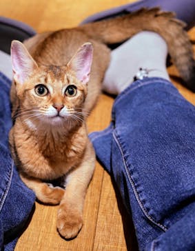 猫カフェモカ　新宿店に投稿された画像（2025/6/13）