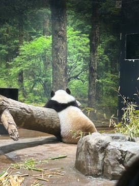 恩賜上野動物園に投稿された画像（2025/6/13）