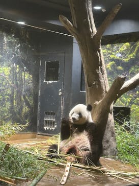 恩賜上野動物園に投稿された画像（2025/6/13）