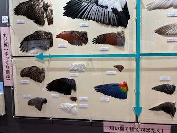 特別展「鳥～ゲノム解析が解き明かす新しい鳥類の系統～」に投稿された画像（2025/6/13）