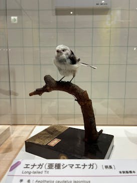 特別展「鳥～ゲノム解析が解き明かす新しい鳥類の系統～」に投稿された画像（2025/6/13）
