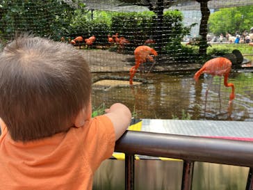 恩賜上野動物園に投稿された画像（2025/6/13）
