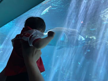 沖縄美ら海水族館に投稿された画像（2025/6/13）