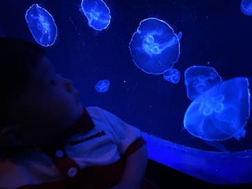 沖縄美ら海水族館に投稿された画像（2025/6/13）