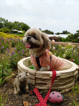 ニューヨークランプミュージアム＆フラワーガーデンに投稿された画像（2025/6/13）