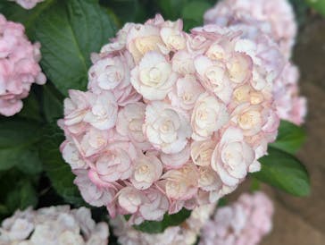 横浜イングリッシュガーデンに投稿された画像（2025/6/13）