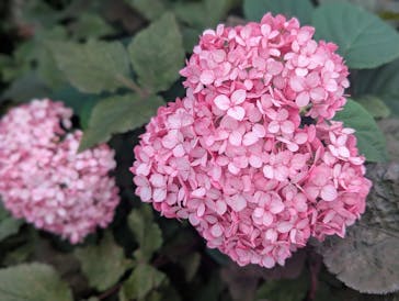 横浜イングリッシュガーデンに投稿された画像（2025/6/13）