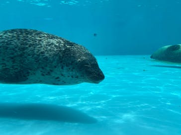 鴨川シーワールドに投稿された画像（2025/6/13）