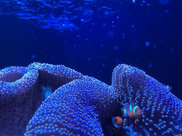 竹島水族館に投稿された画像（2025/6/14）
