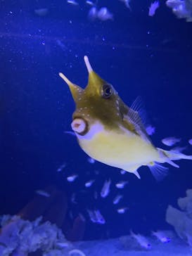 竹島水族館に投稿された画像（2025/6/14）