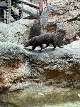 恩賜上野動物園に投稿された画像（2025/6/14）