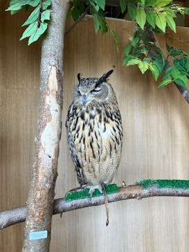 Moff animal cafe 小田原ダイナシティ店に投稿された画像（2025/6/14）