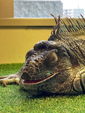 Moff animal cafe 小田原ダイナシティ店に投稿された画像（2025/6/14）