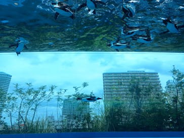 サンシャイン水族館に投稿された画像（2025/6/14）