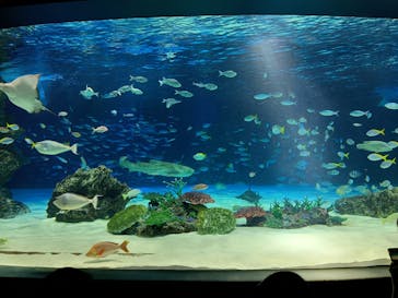 サンシャイン水族館に投稿された画像（2025/6/14）