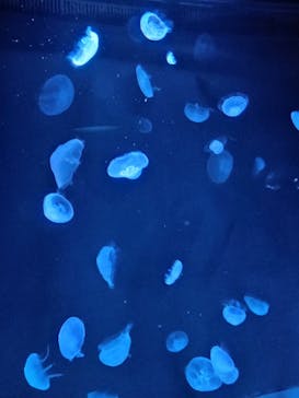 サンシャイン水族館に投稿された画像（2025/6/14）