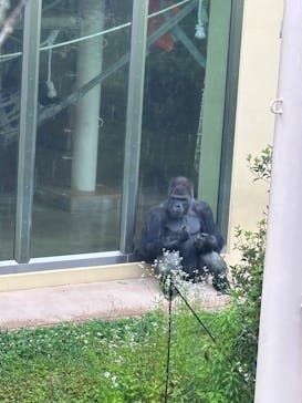 名古屋市東山動植物園に投稿された画像（2025/6/14）