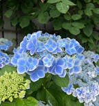 横浜イングリッシュガーデンに投稿された画像（2025/6/14）