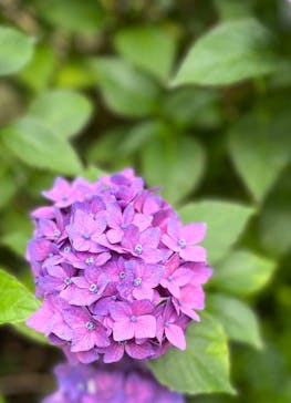 横浜イングリッシュガーデンに投稿された画像（2025/6/14）