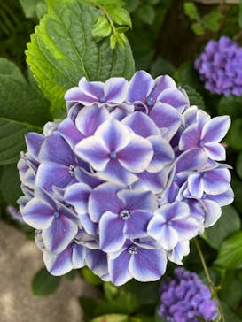 横浜イングリッシュガーデンに投稿された画像（2025/6/14）