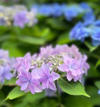 横浜イングリッシュガーデンに投稿された画像（2025/6/14）