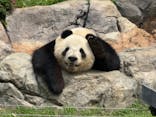 恩賜上野動物園に投稿された画像（2025/6/14）