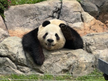 恩賜上野動物園に投稿された画像（2025/6/14）