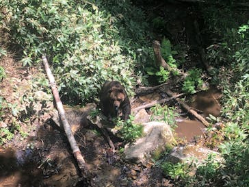 サホロリゾート　ベア･マウンテンに投稿された画像（2025/6/14）