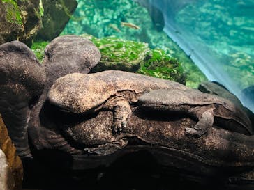 京都水族館に投稿された画像（2025/6/14）