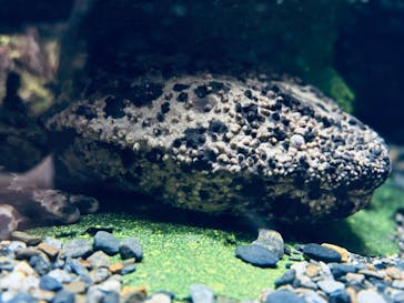 京都水族館に投稿された画像（2025/6/14）