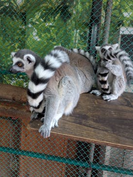 那須ワールドモンキーパークに投稿された画像（2025/6/14）