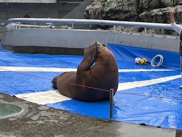 大分マリーンパレス水族館 「うみたまご」に投稿された画像（2025/6/14）