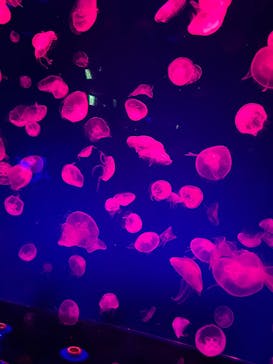 名古屋港水族館に投稿された画像（2025/6/14）