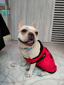 いぬカフェRio 原宿竹下通り店に投稿された画像（2025/6/14）